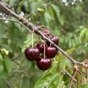 schneiders cherry