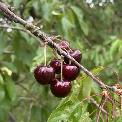 schneiders cherry
