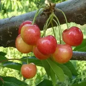 stardust cherry