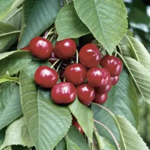 stella cherry