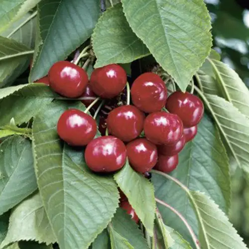 stella cherry