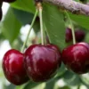 summit cherry, huge cherry in the tree