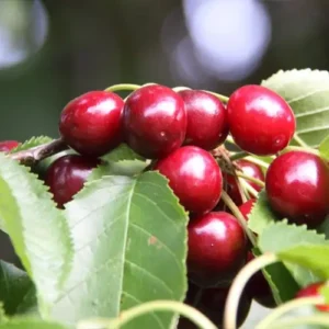 van cherry