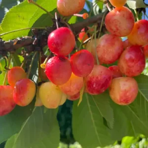 vega cherry