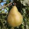 nicolas panache pear in the tree