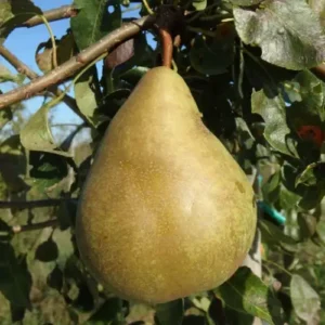nicolas panache pear in the tree