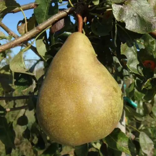 nicolas panache pear in the tree
