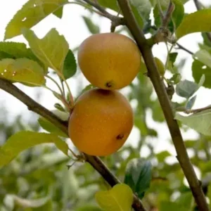 Zoete Reinette (Pomme Poire)