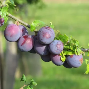 Prunier 'Bleue de Belgique'